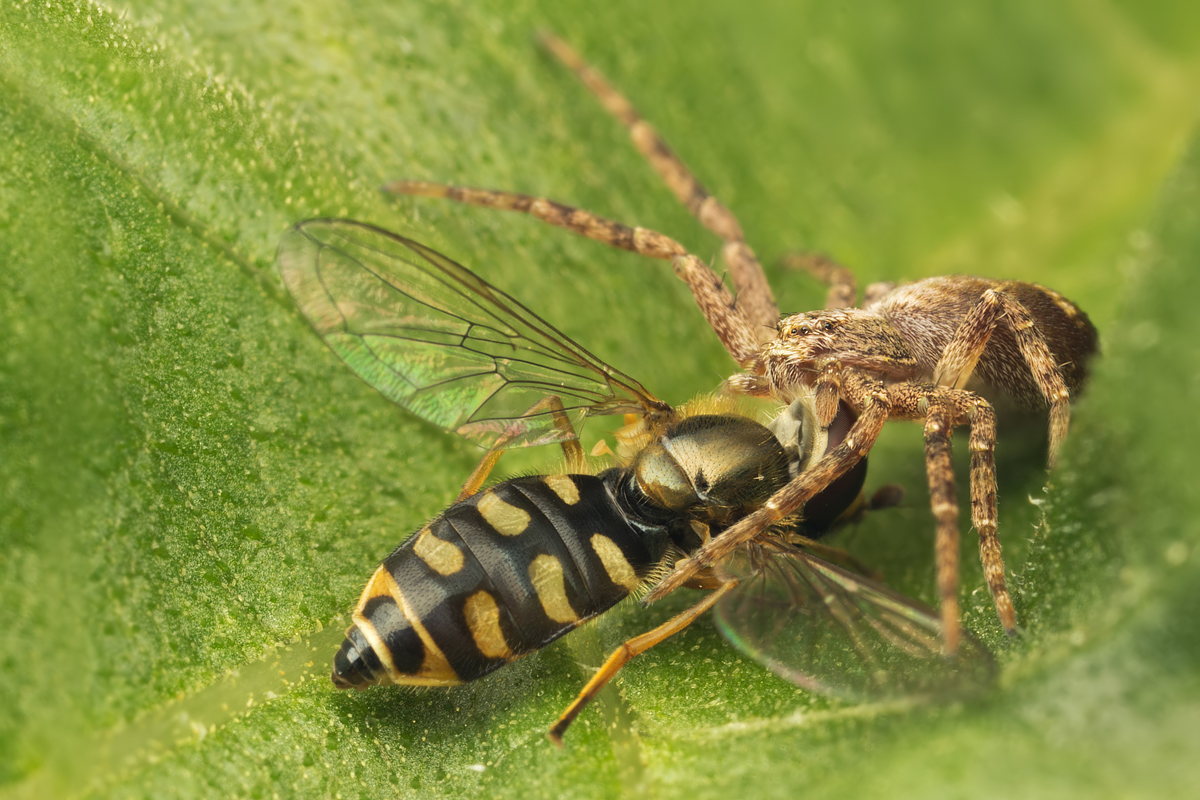 Spider and Hoverfly 1